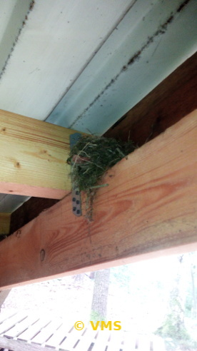 Nest