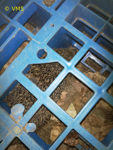 Igel